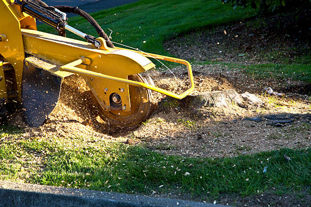 Best Tree Care Services  in Churchill, PA